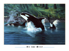 On the Hunt - Orca Art Poster - Wine Country Art Posters & Art by Warren R. Percell Sr. - A California Artist